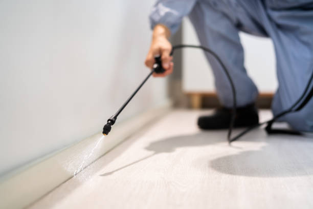 Certified termite inspector examining foundation in Olivette